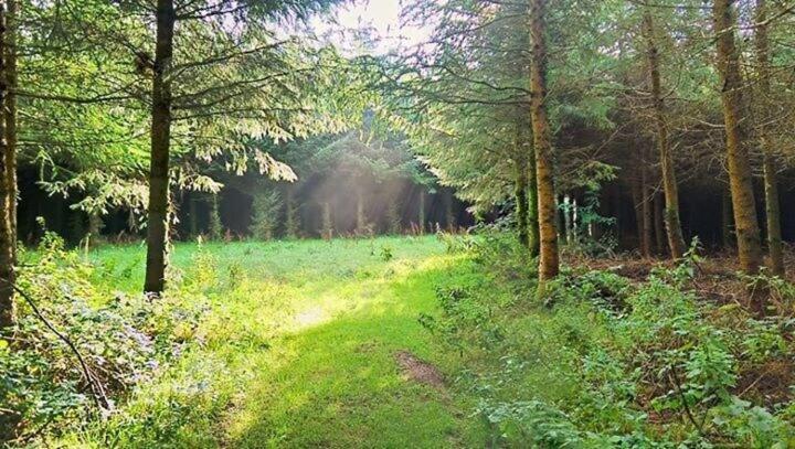 Lobhill Farmhouse Bed And Breakfast And Self Catering Accommodation Okehampton Room photo