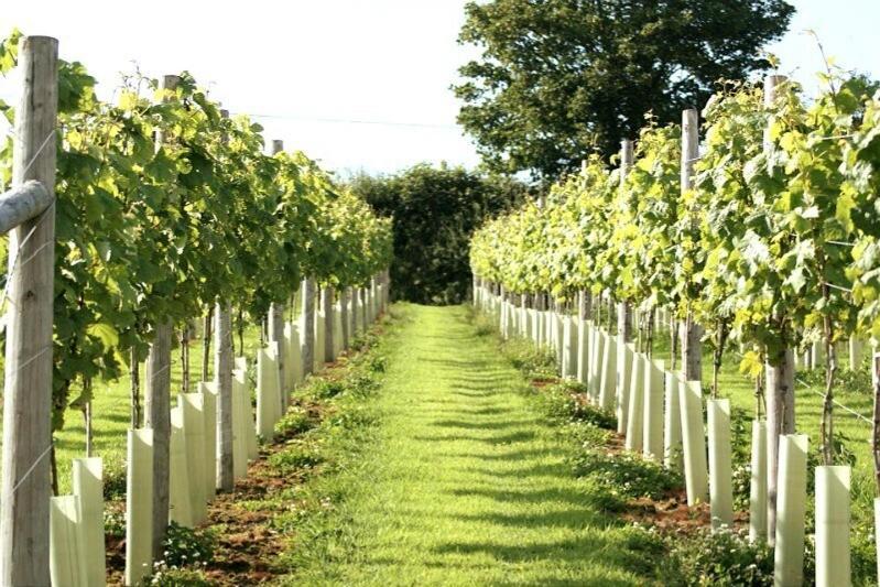 Lobhill Farmhouse Bed And Breakfast And Self Catering Accommodation Okehampton Room photo
