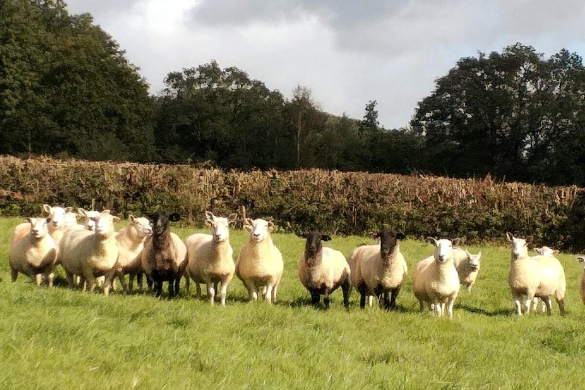 Lobhill Farmhouse Bed And Breakfast And Self Catering Accommodation Okehampton Room photo
