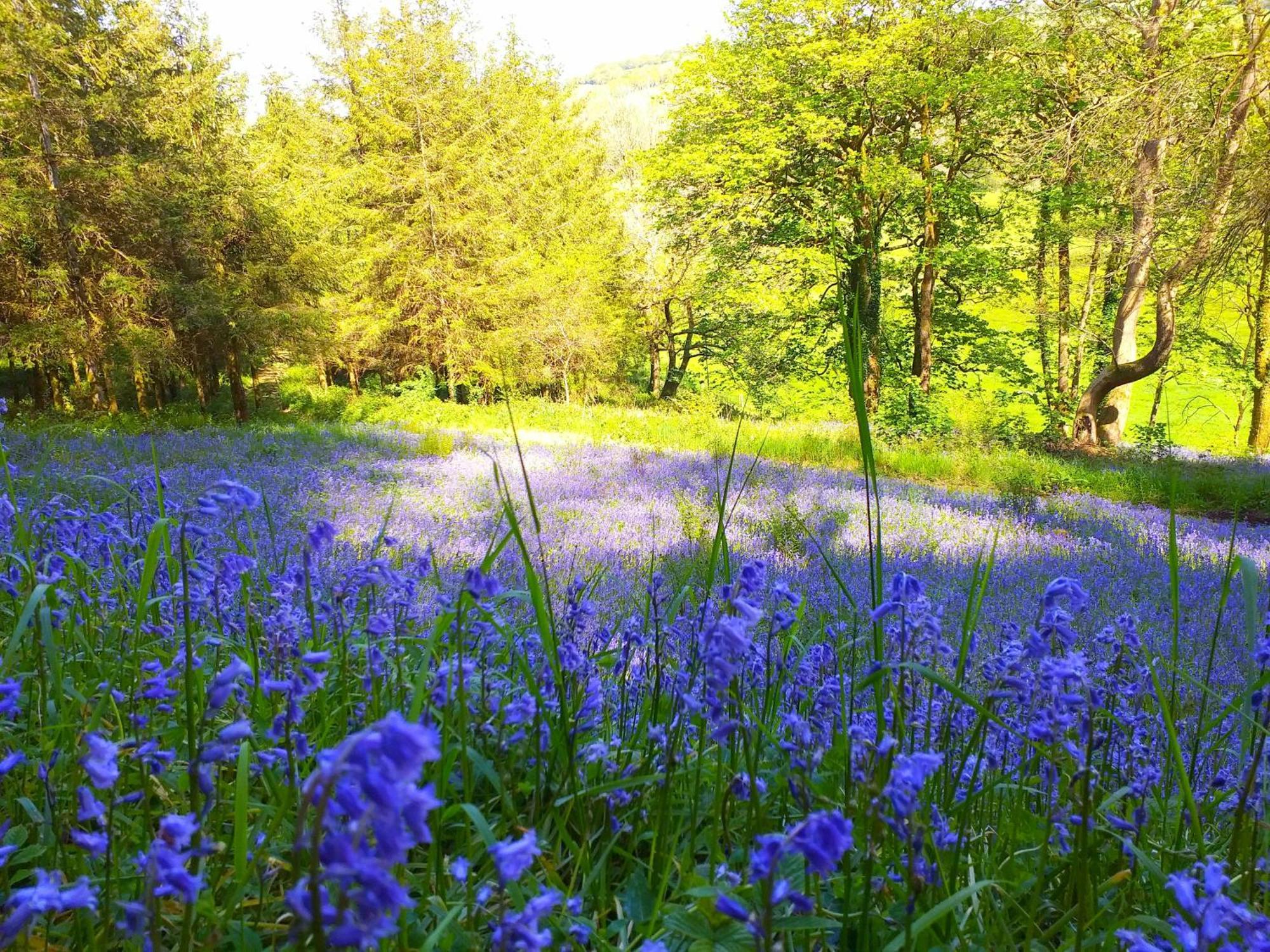 Lobhill Farmhouse Bed And Breakfast And Self Catering Accommodation Okehampton Exterior photo